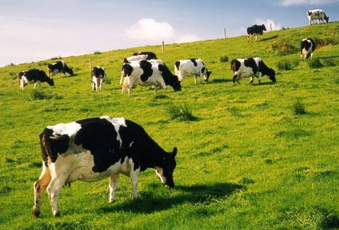 Vi sao bo lai dien? hinh anh