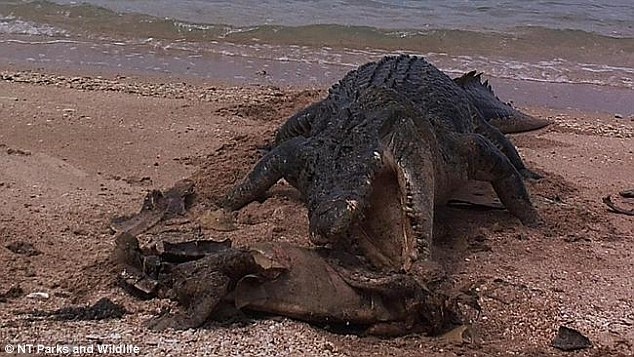 Ca sau nghien nat mai cung cua rua bien roi nuot hinh anh