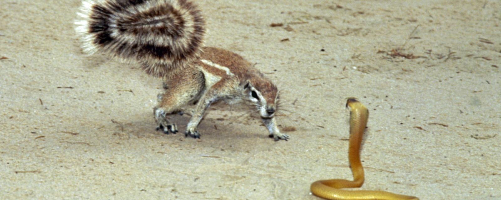 Soc dat dung duoi treu nguoi ran ho mang hinh anh