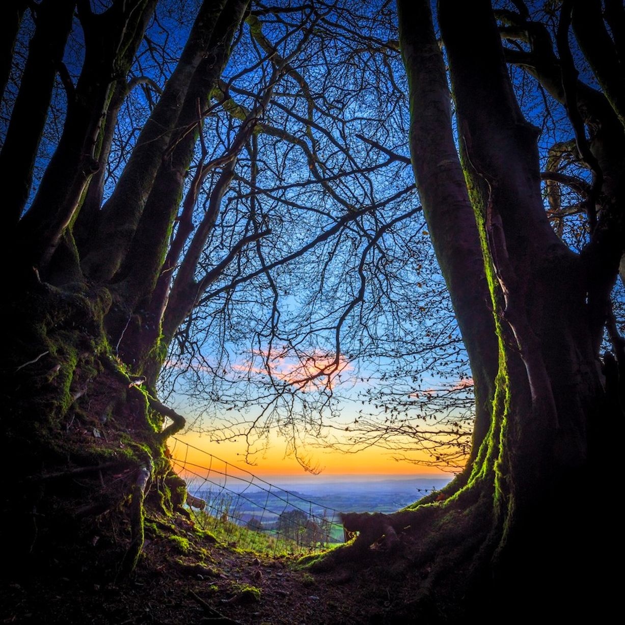 Rạng động trong một khu rừng gần làng Brompton Ralph, hạt Somerset, Anh. Ảnh: Barcroft 