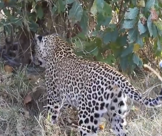 Cuoc chien giua hai con bao va mot con tran hinh anh