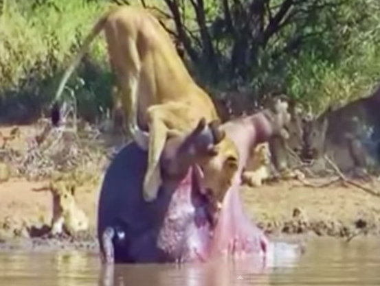 Su tu thao chay vi noi tang phun tu xac ha ma hinh anh