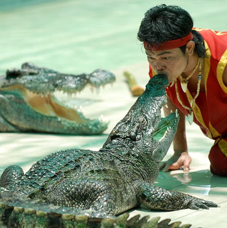 Màn hôn cá sấu. Ảnh: Flickr