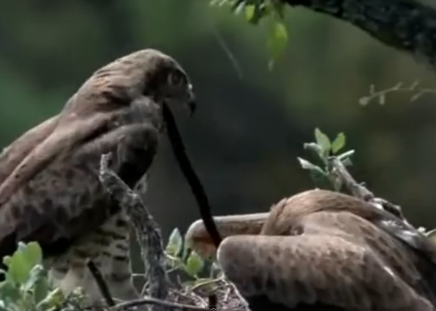 Dai bang con loi ran tu bung me de an hinh anh