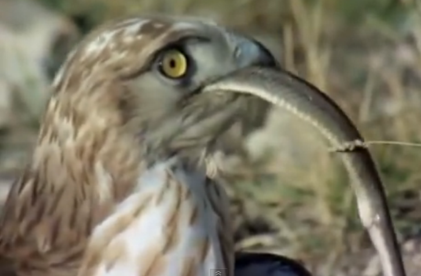 Dai bang ngua co nhu nguoi say khi nuot chung ran hinh anh