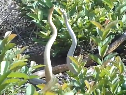 Ran uon than nhu mua truoc khi giao phoi hinh anh