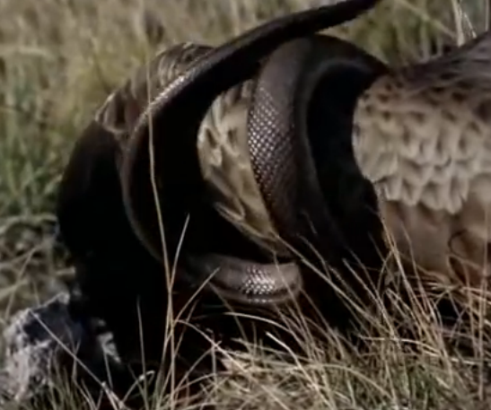 Ran siet canh dai bang trong cuoc chien khong can suc hinh anh