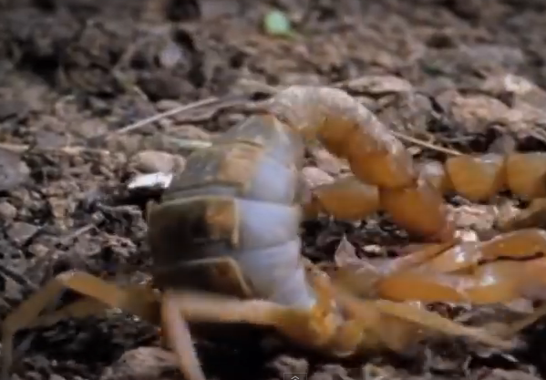 Bo cap giet doi thu bang cu dam chi mang hinh anh