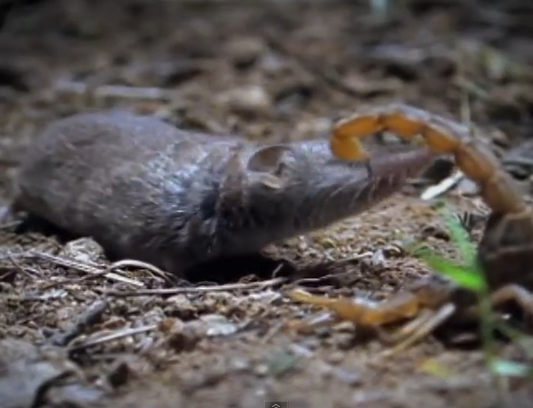 Chuot diet bo cap roi an thit hinh anh