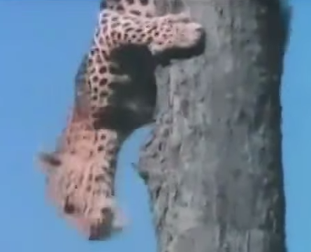 Bao lao len cay nhu mui ten de bat khi dau cho hinh anh