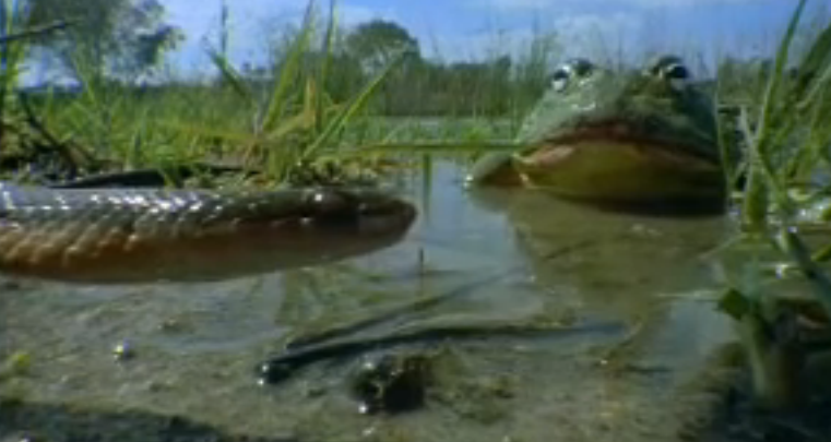 Hoat dong cham con day gian nan cua ech bo hinh anh