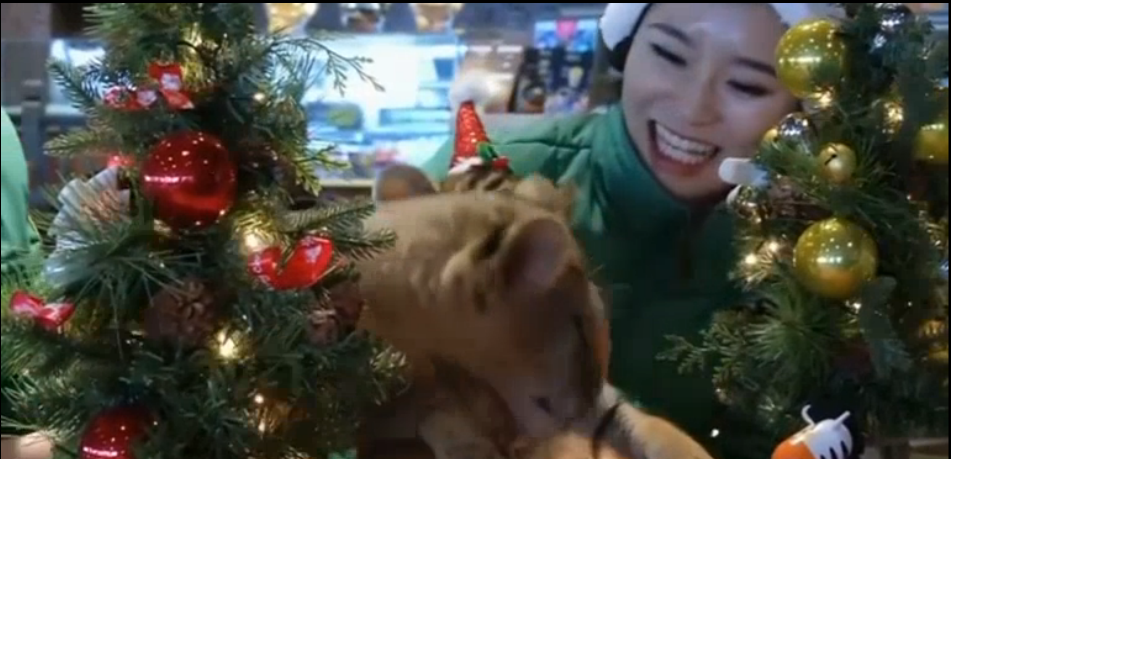 Ho va su tu don giang sinh tai vuon thu o Han Quoc hinh anh