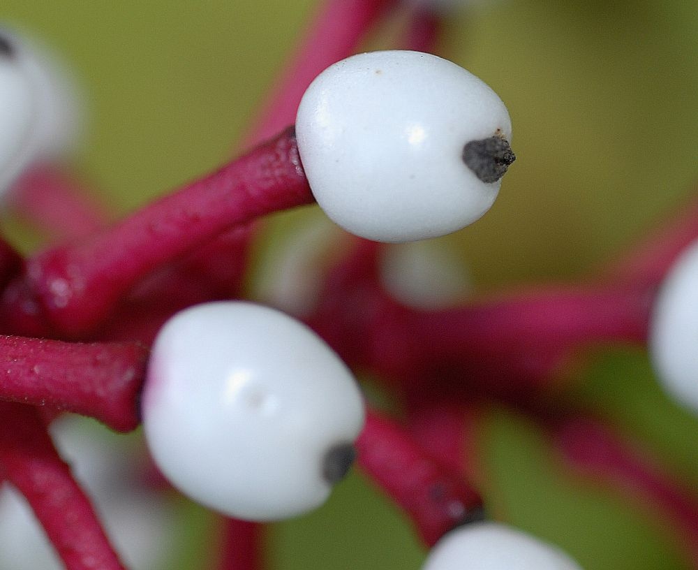 Loai qua ky quai hinh mat bup be co kha nang giet nguoi hinh anh