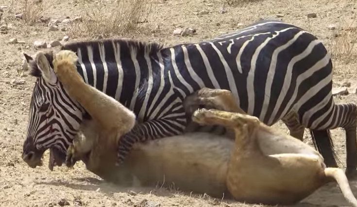 Ngua van vat su tu de thoat than hinh anh