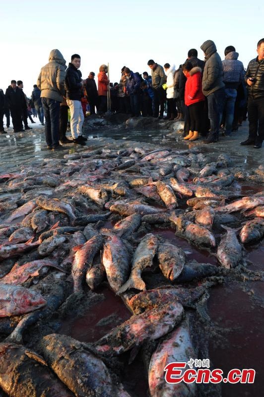 Trong lễ hội, người ta tổ chức đấu giá những con cá.