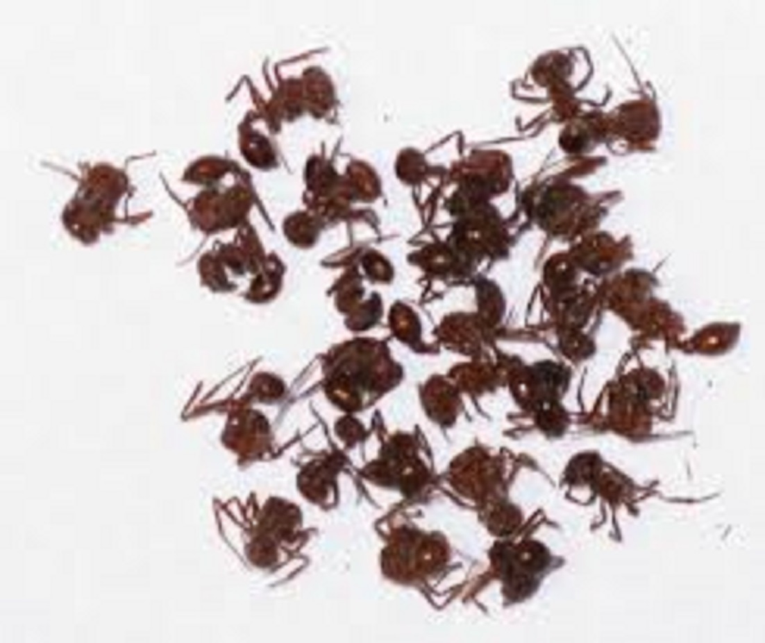 Kiem tien bang viec bat kien hinh anh