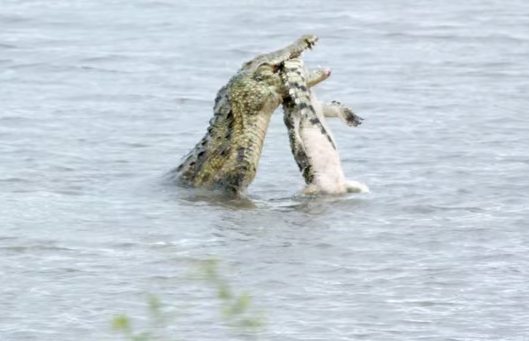 Ca sau an thit dong loai trong ho thuy dien hinh anh