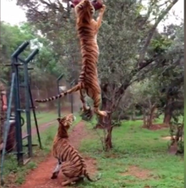 Ho nhay cao toi 3 m de dop moi hinh anh