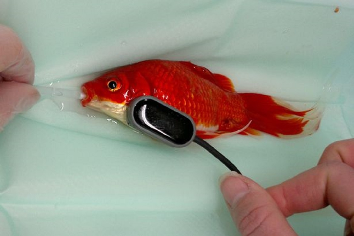 Chi 300 bang de cuu ca vang tri gia 3 bang hinh anh