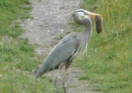 Diec bat lien tiep 4 con chuot vang tren bai co hinh anh