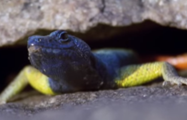 Than lan nhao lon nhu lam xiec de bat ruoi hinh anh