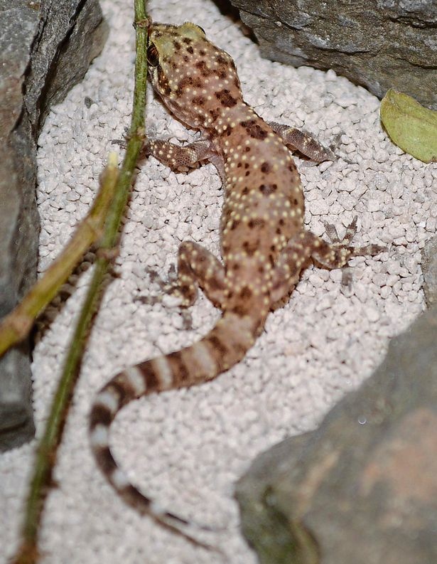 Con tắc kè nhỏ may mắn sống sót sau hành trình từ Tây Ban Nha và 4 ngày nằm trong kho chứa thực phẩm của gia đình Martin. Ảnh: