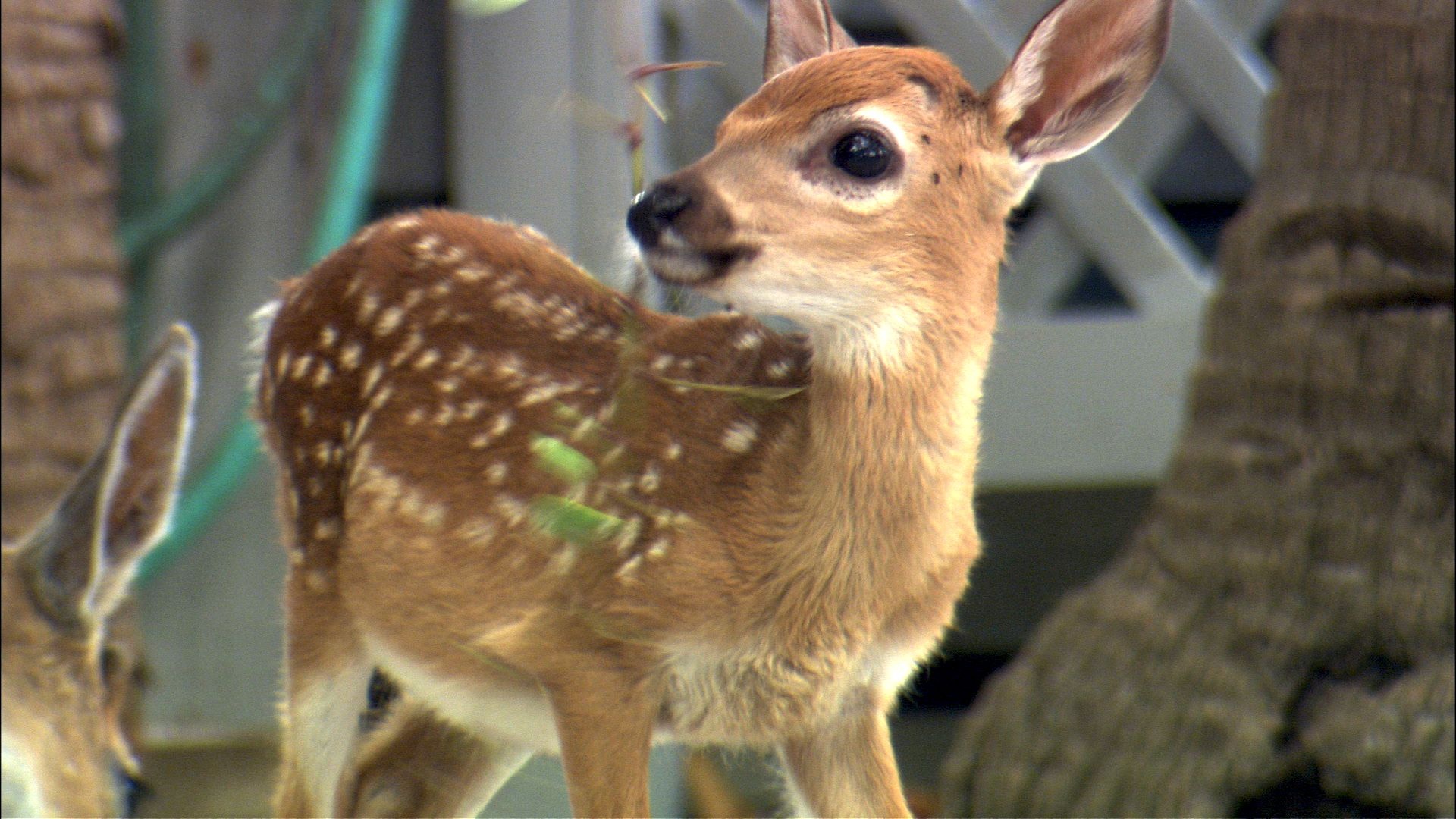 Canh tuong bat huou rung trong sieu thi tai My hinh anh