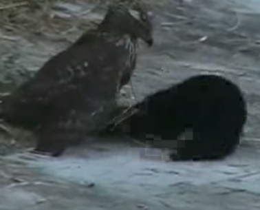 Cuoc chien giua chim ung va chon hinh anh