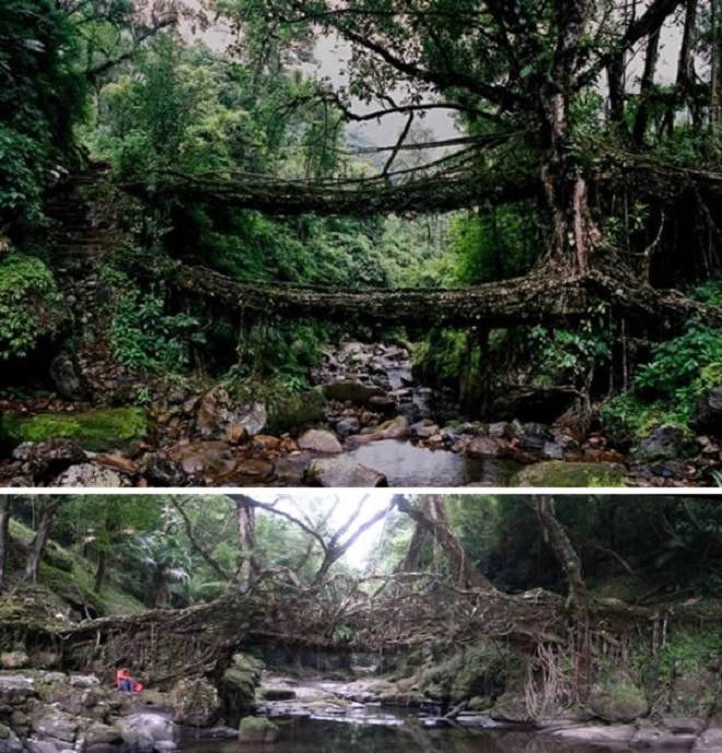 Bộ lạc War-Khasis ở thị trấn dùng rễ cây đa búp đỏ làm cầu. Ảnh: 