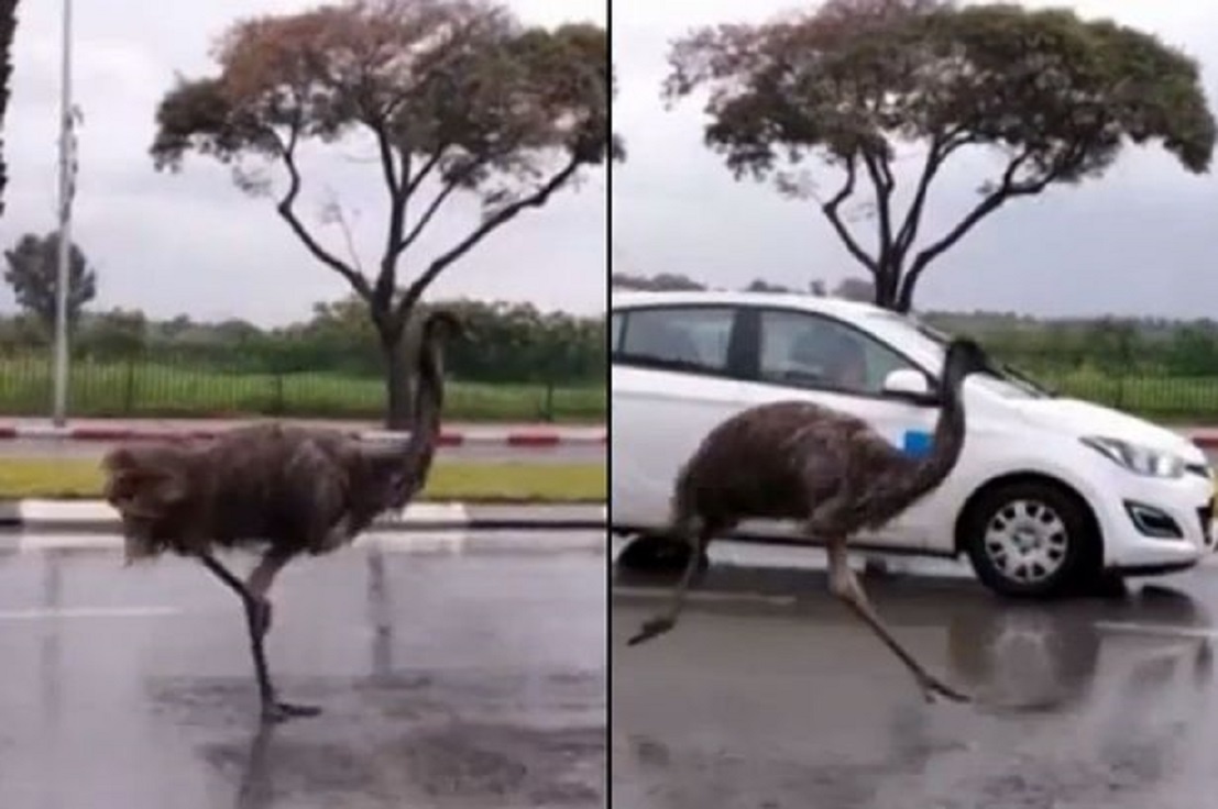 Da dieu chay dua cung xe hoi tren duong hinh anh