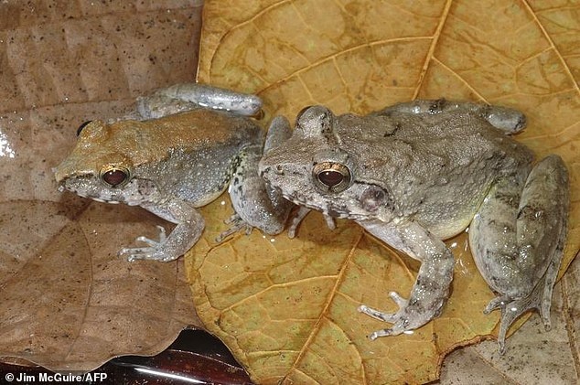 Loai ech de nong noc duy nhat tren hanh tinh hinh anh