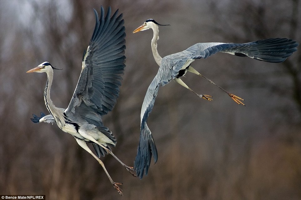 Taking flight: Two grey herons spreads their wings above Lake Csaj in Kiskunsagi National Park, Hungary