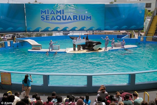 Ca voi sat thu song trong be nuoc hinh anh