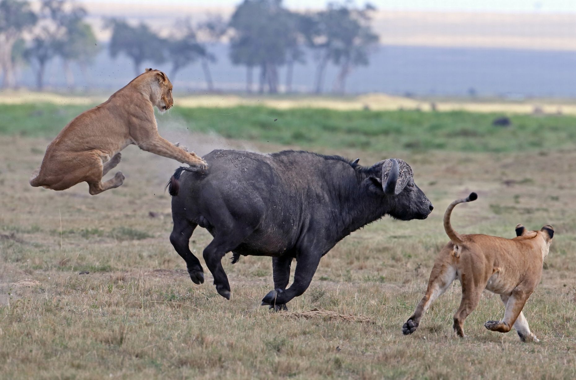 Trau rung danh bai su tu bang cu tung cuoc hinh anh