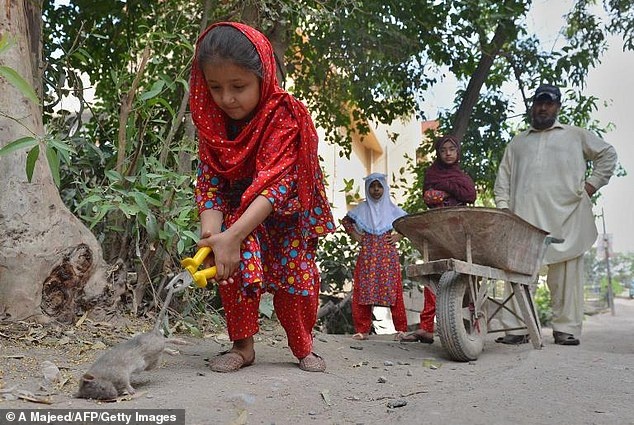 Người dân thành phố Peshawar từng trải qua thời kỳ loạn lạc, với những vụ đấu súng, đánh bom và bắt cóc triền miên. Nhưng giờ đây họ phải đối mặt với một kẻ thù mới: Chuột.