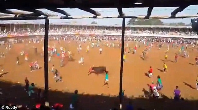 Canh tham sat bo da man trong dau truong o Columbia hinh anh