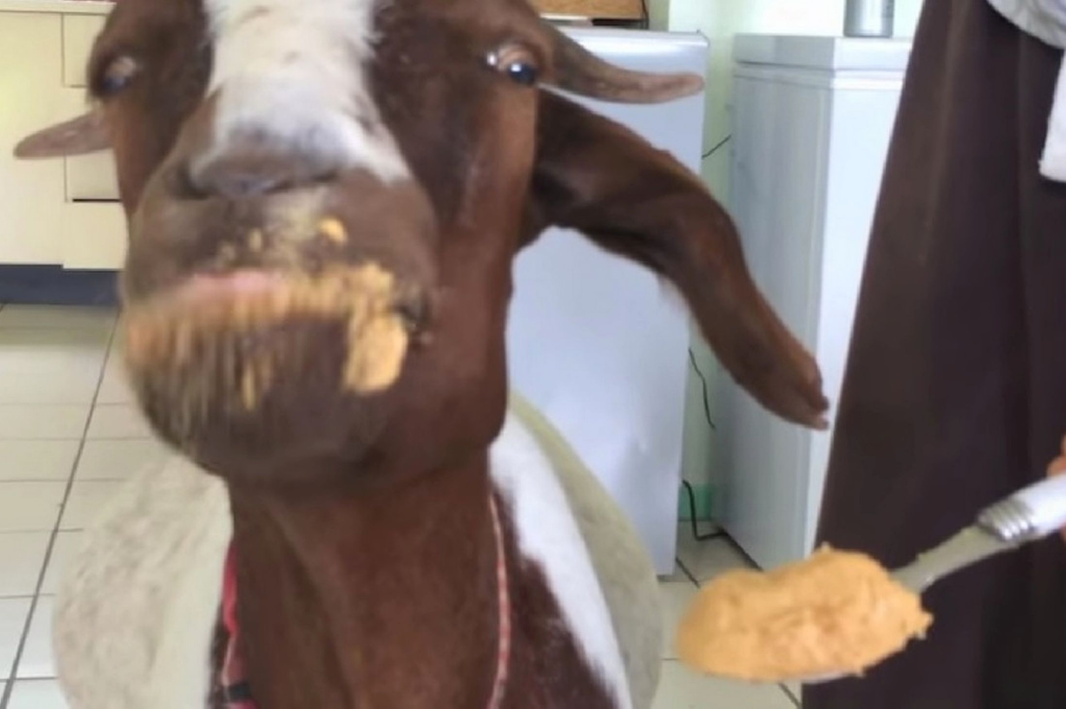 Con de noi tieng vi kha nang an bo lac hinh anh