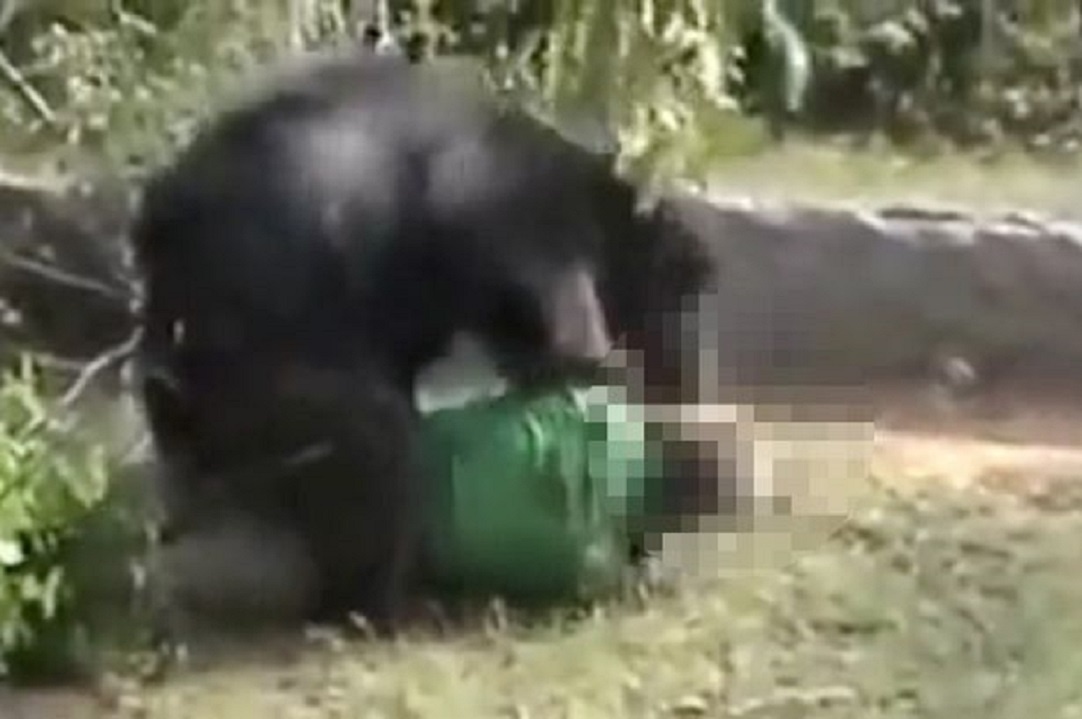 Gau sat hai tho san trong khi dong nghiep quay phim hinh anh