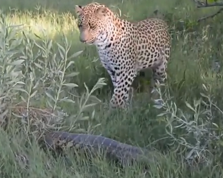 Ky da quat bao bang duoi hinh anh