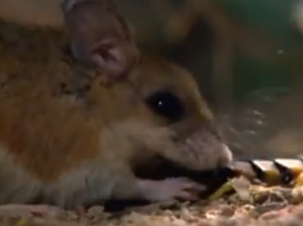 Chuot bat ret khong lo nho than thu nhanh nhen hinh anh