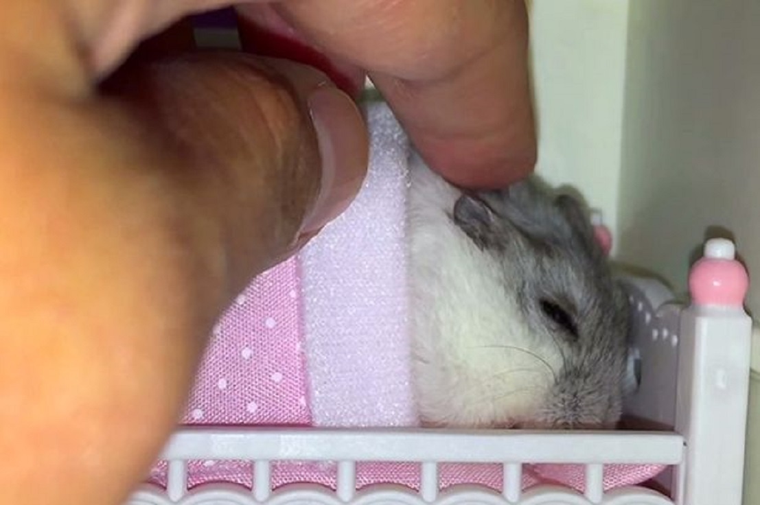 Chuot lam nung, bat chu xoa dau hinh anh