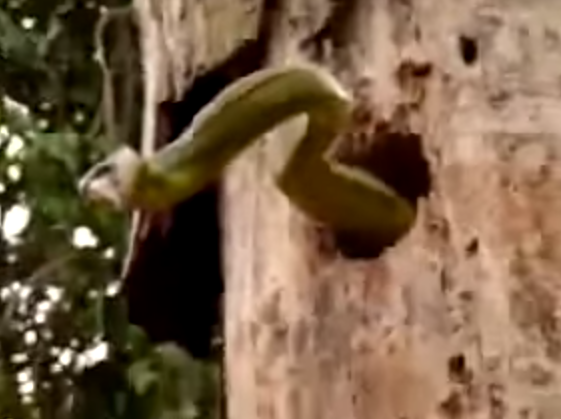 Chim ac la mo ran tren cay hinh anh