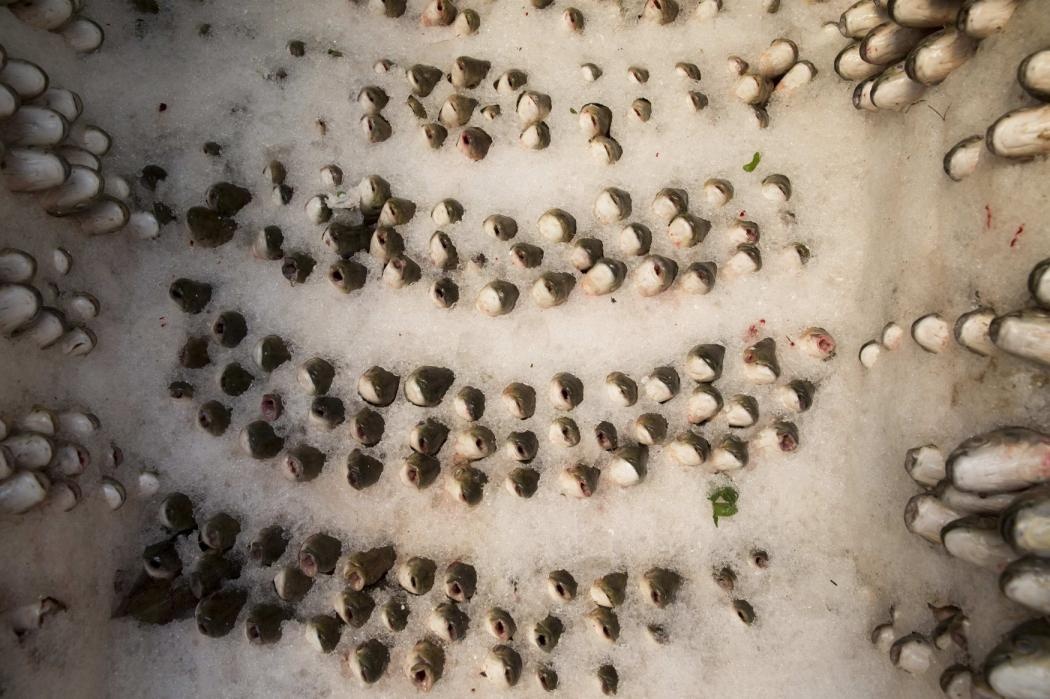 Nhập mô tqả cho ảnh