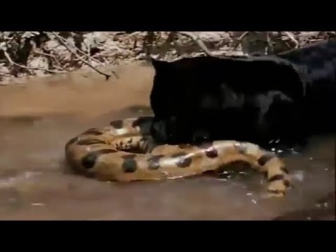 Bao den ha guc tran khong lo hinh anh