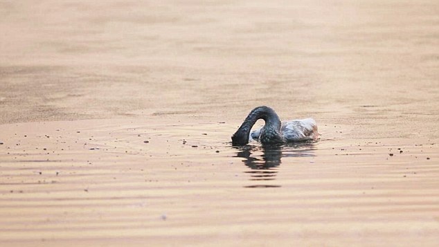 Trên thực tế Yan chỉ định chụp ảnh con vật, chứ không hề nghĩ rằng nó sẽ tự sát.