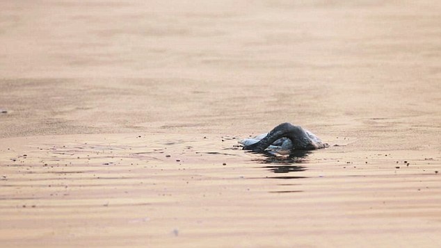 Hành vi tự sát của động vật là chủ đề gây tranh cãi trong giới khoa học. Nhiều người cho rằng động vật không hiểu bản chất của cái chết nên chúng không thể nghĩ tới việc tự sát.