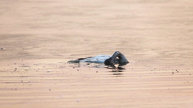 Vào năm 1855, một tờ báo ở London, Anh đăng bài một con chó liên tục nhúng đầu vào nước, bất chấp sự ngăn cản của những người qua đường. 