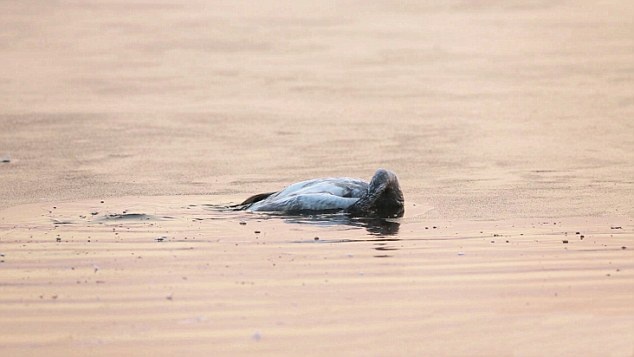 Một số nhà nghiên cứu cũng có bằng chứng cho thấy nhiều con vịt tự kết liễu cuộc sống bằng cách ngâm đầu trong nước sau khi bạn tình chết. 