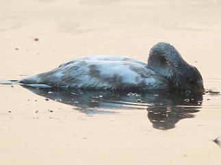 Thien nga tu sat sau khi me chet hinh anh