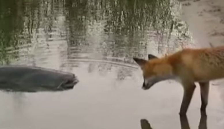 Cuoc giang co giua cao va con ca khong lo hinh anh